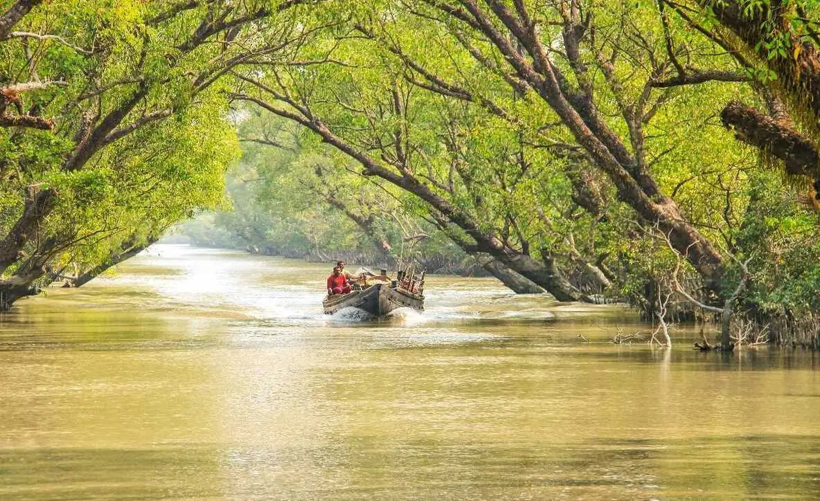 Top 10 Mangrove Forests to Visit in India