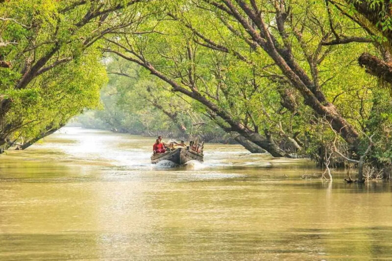 Top 10 Mangrove Forests to Visit in India