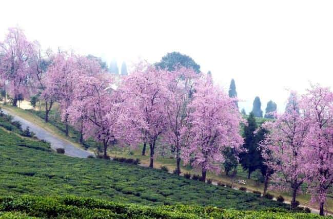 Top 10 Places to Visit During Cherry Blossom Season in India